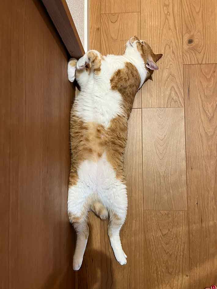 猫の写真