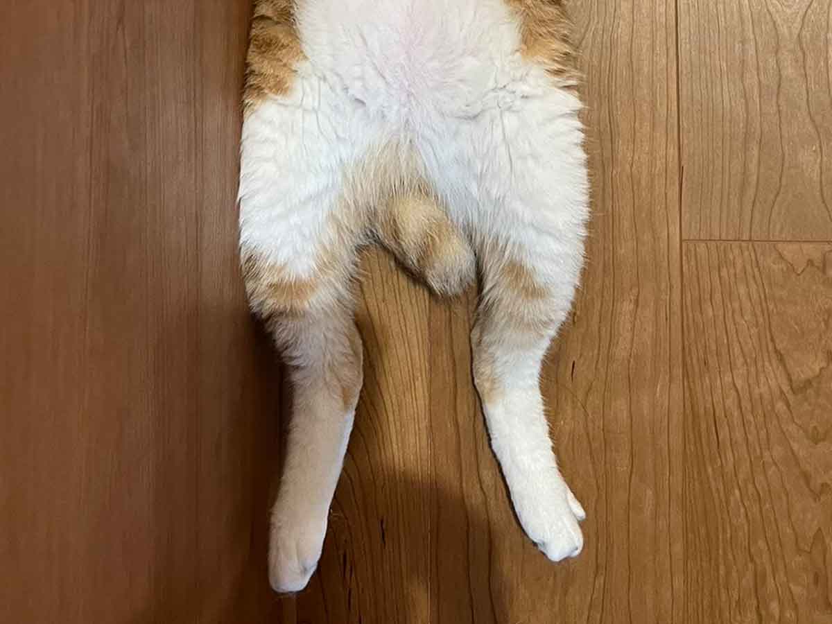 猫の写真