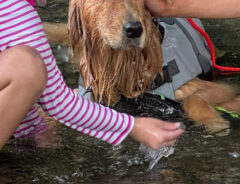 初めて川遊びに行った犬　帰宅後写真を見返すと？「奇跡の一枚」「目ぇぇぇ！」