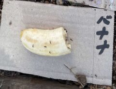 小学生の自由研究