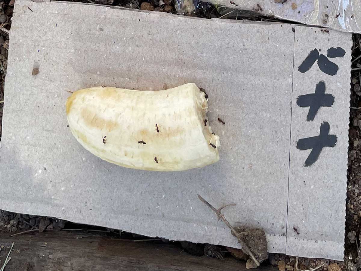 小学生の自由研究