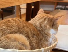 猫の写真