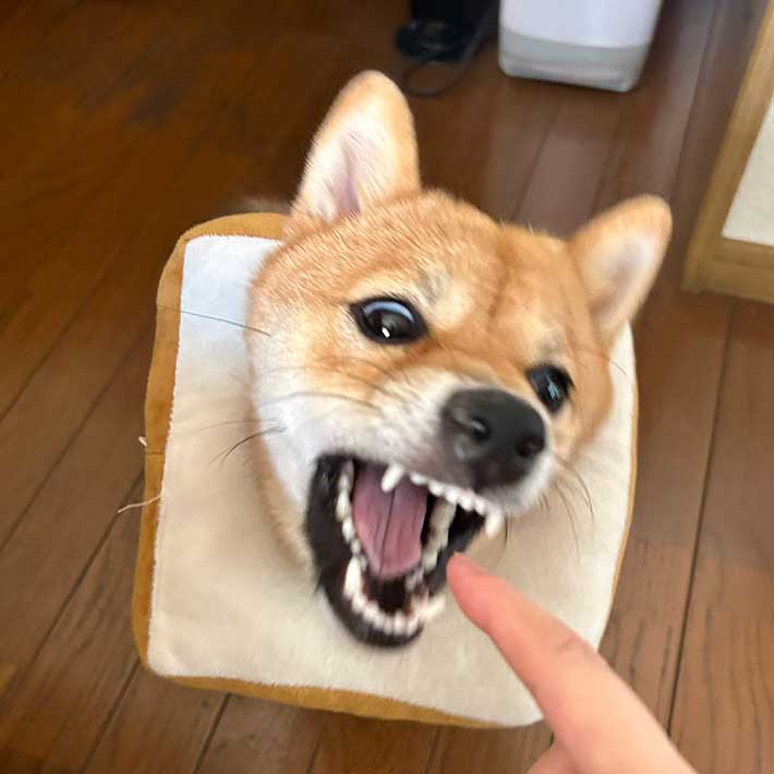 犬の写真