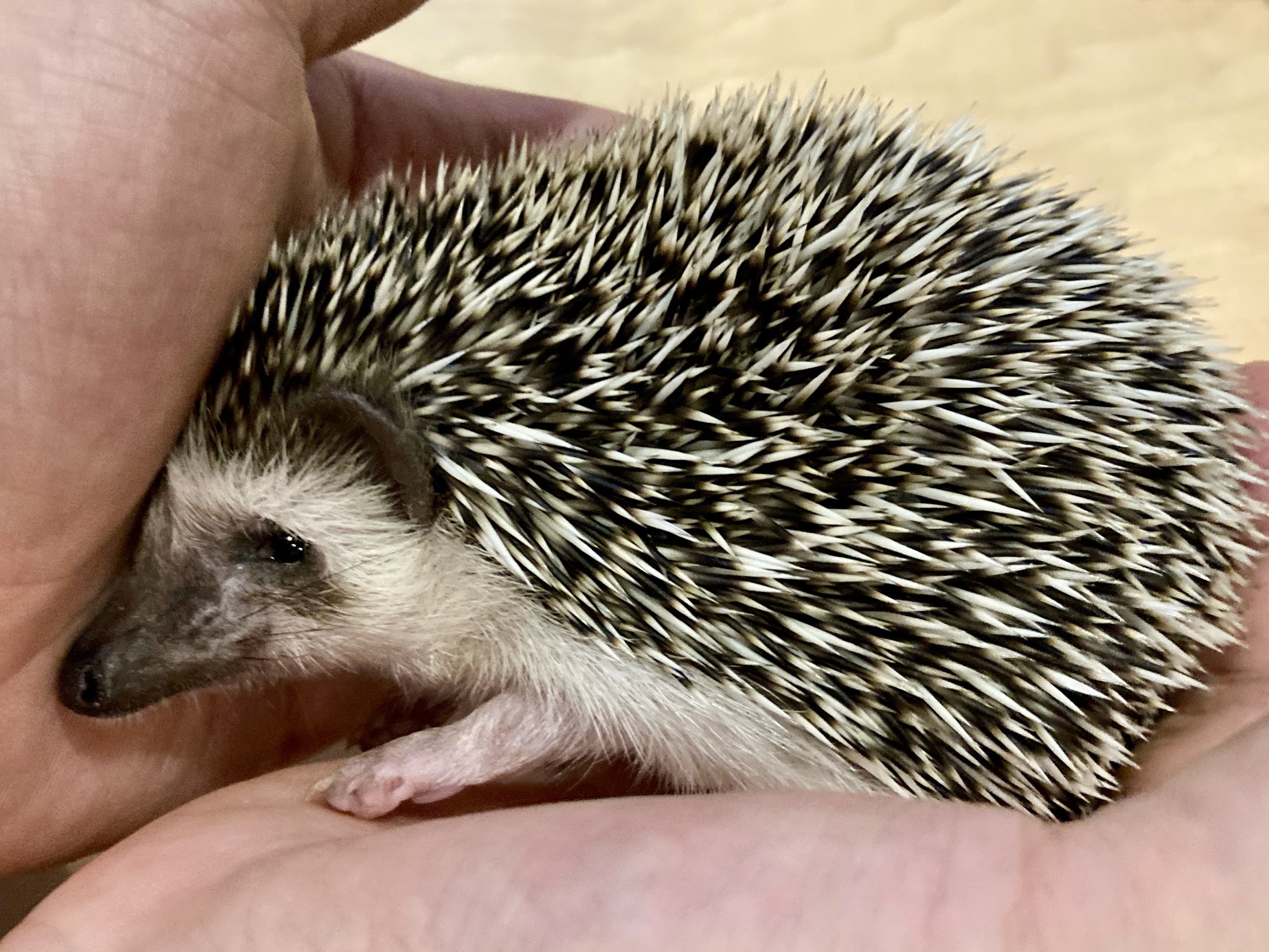 @harris_hedgehogさんが投稿した、カメラがとらえたハリスちゃんの写真