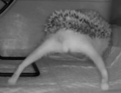 @harris_hedgehogさんが投稿した、カメラがとらえたハリスちゃんの写真