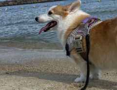 愛犬と海に来た飼い主　そこで写真を撮ったら…「お茶拭いた」「気合いを感じる」