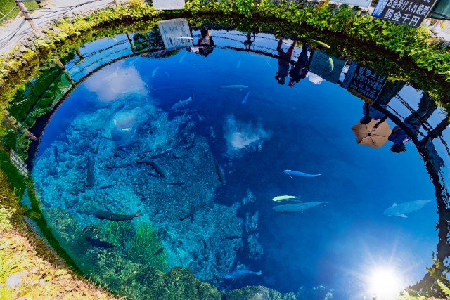 忍野八海 中池の画像