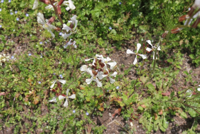 ルッコラの花の画像