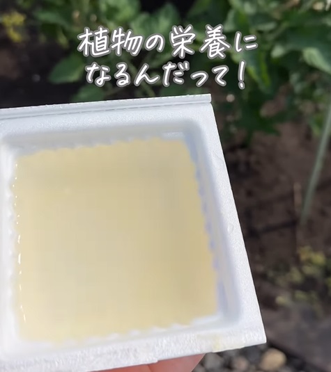 納豆水を土にまく