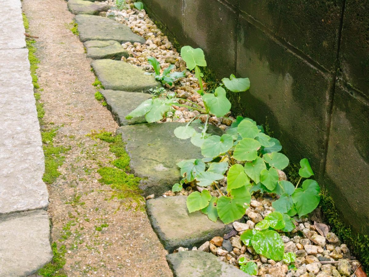 石垣に生えた雑草