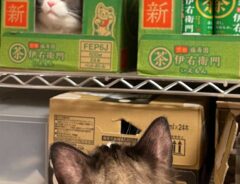 猫の写真