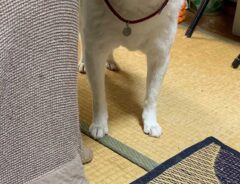 「やめてくれ」　飼い主を困らせた犬の表情に「めっちゃ笑った」「演技派ですね」