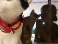 飼い主「びっくりするかな？」　愛猫にパック姿を見せた結果…