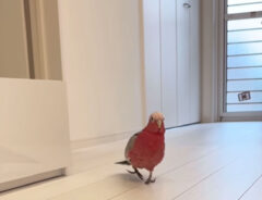 モモイロインコの写真