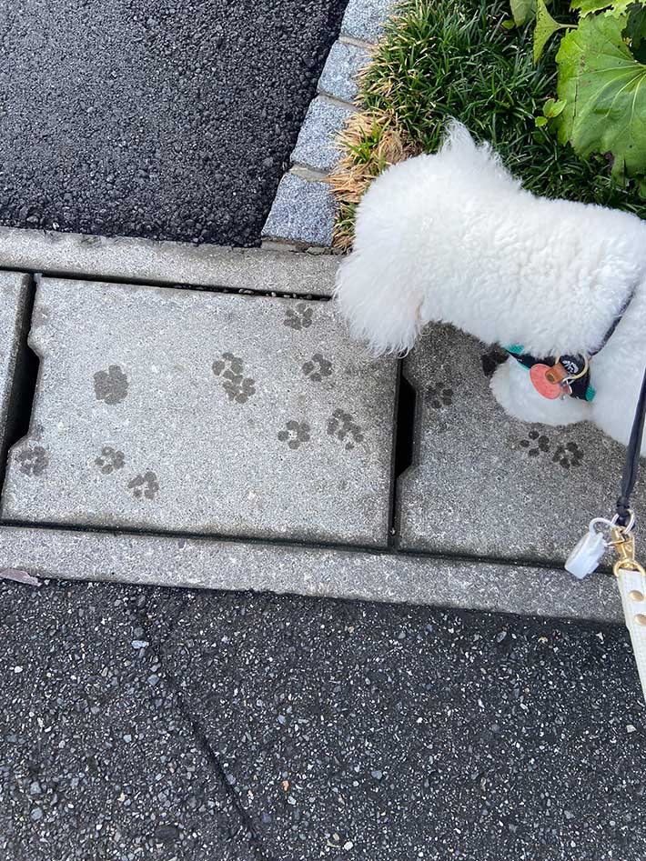 犬の足跡の画像