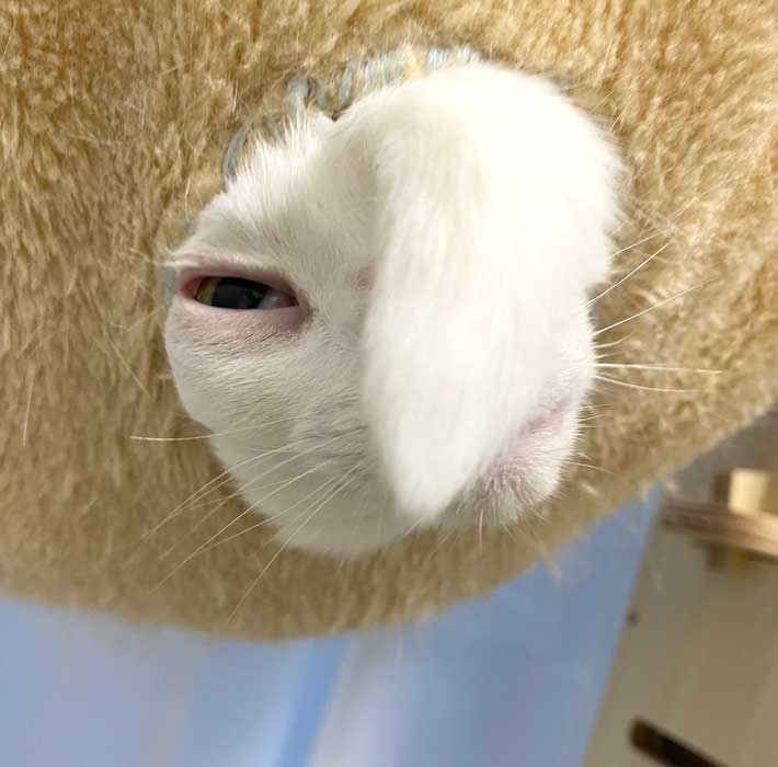 猫の写真