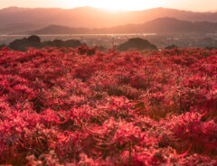 彼岸花の写真