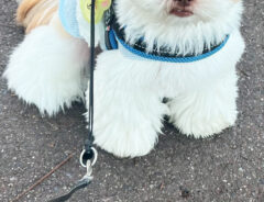 犬の写真