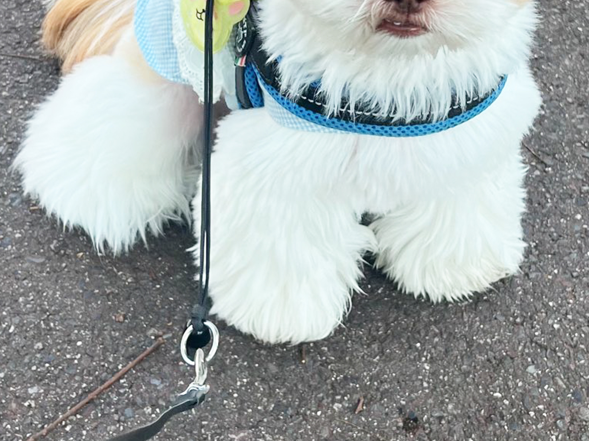 犬の写真