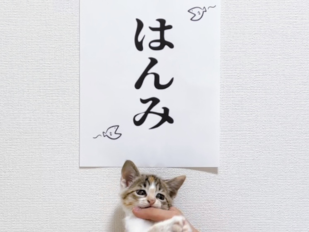 猫の写真