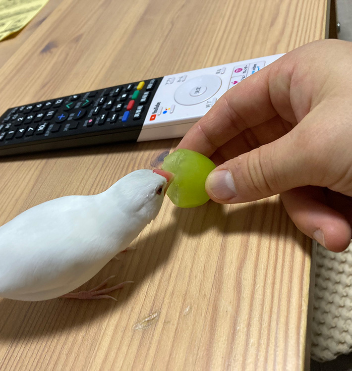 文鳥の写真