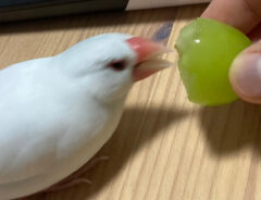 文鳥の写真