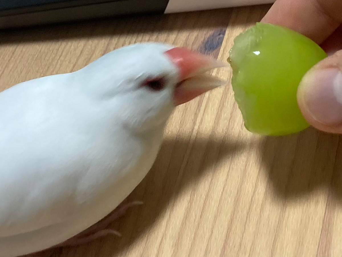 文鳥の写真