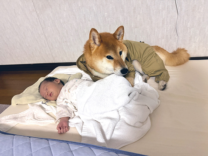 柴犬と赤ちゃんの写真