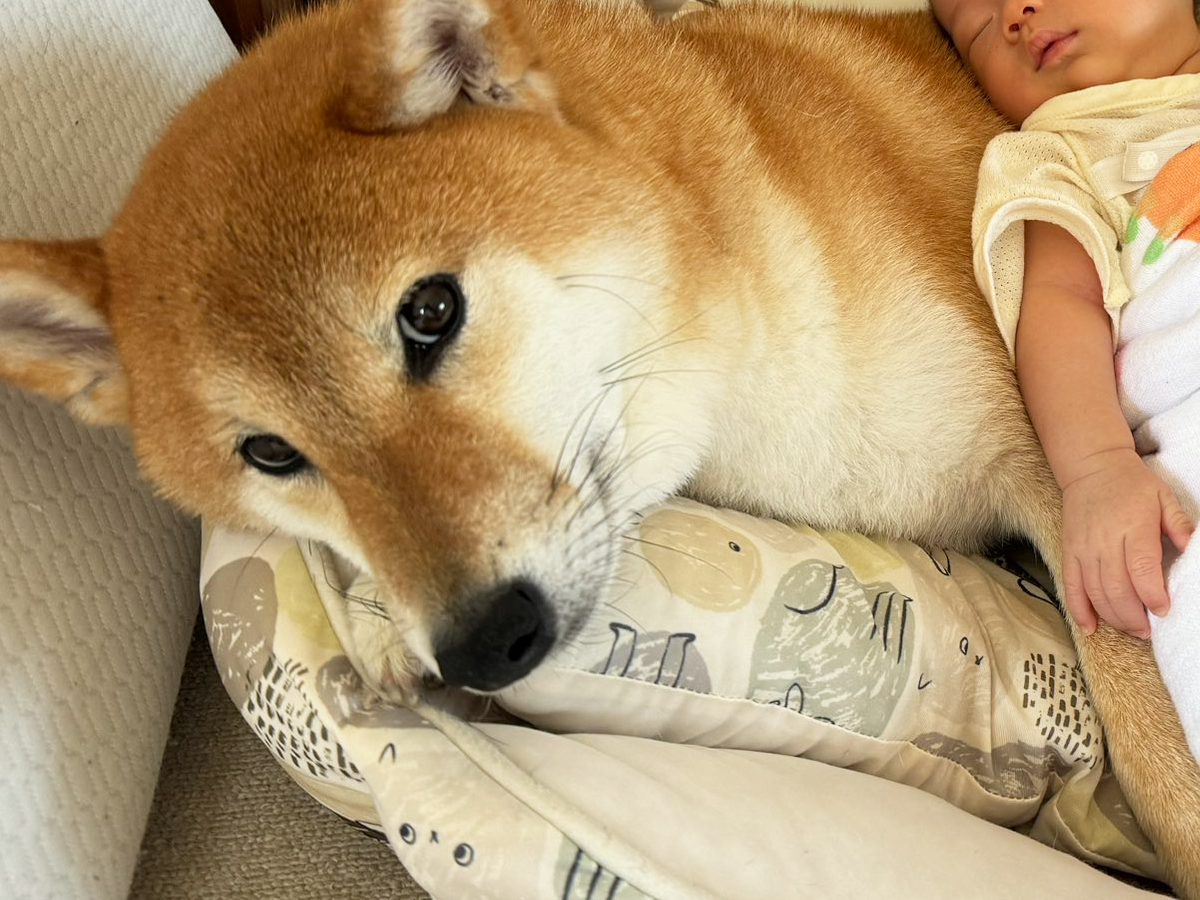 柴犬と赤ちゃんの写真