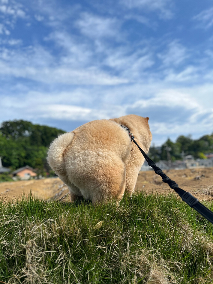 犬の写真