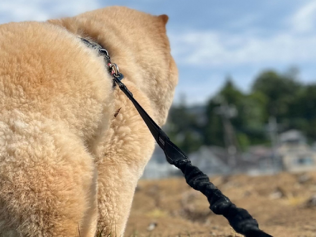 犬の写真