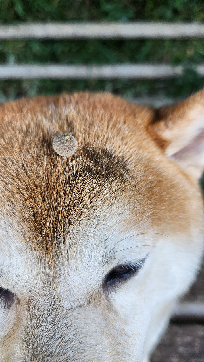 柴犬の写真