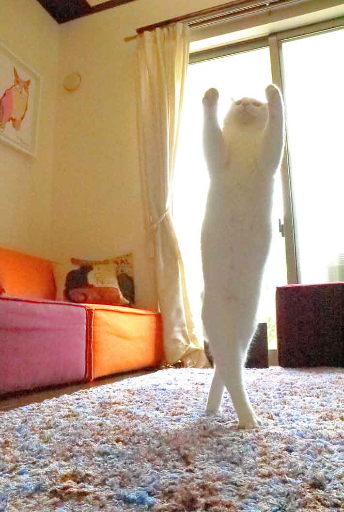 猫の写真