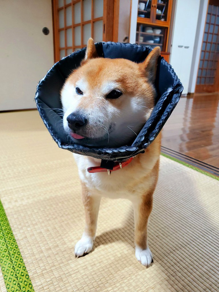 柴犬の写真