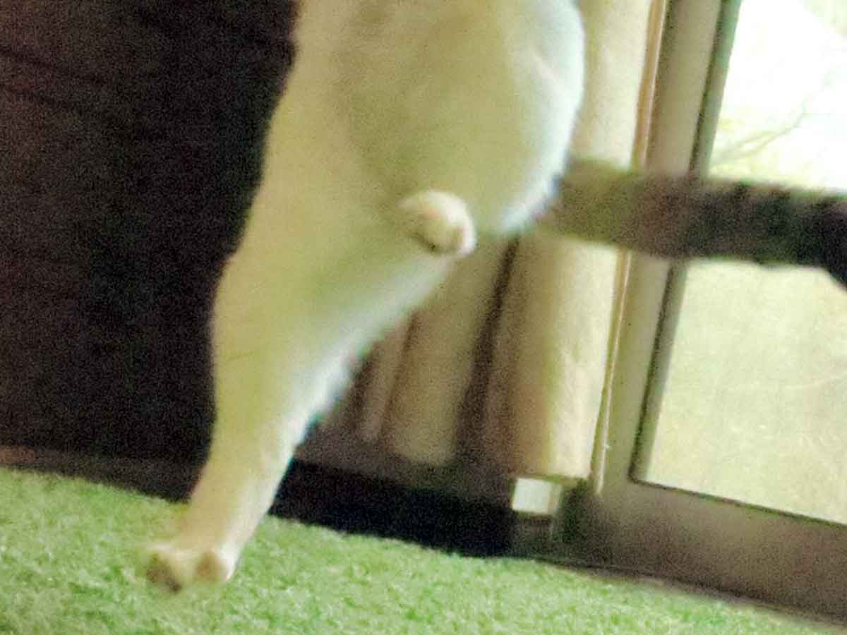 猫の写真