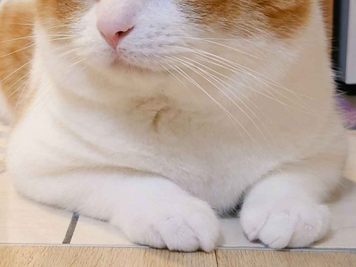 猫の写真