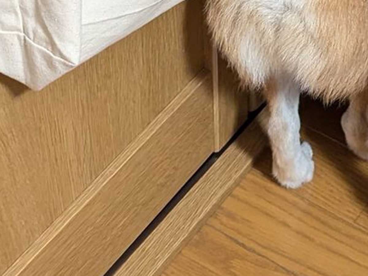 隠れる柴犬