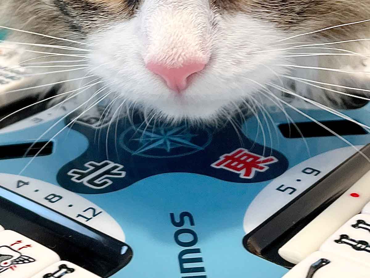 猫の写真