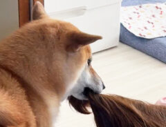 柴犬と飼い主の写真