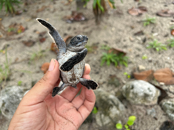 小笠原海洋センター（https://x.com/mt_seaturtle）が撮影したウミガメの赤ちゃんの写真