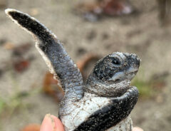 小笠原海洋センター（https://x.com/mt_seaturtle）が撮影したウミガメの赤ちゃんの写真