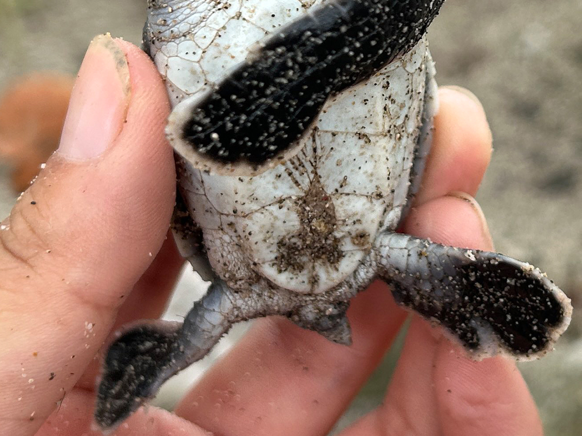 小笠原海洋センター（https://x.com/mt_seaturtle）が撮影したウミガメの赤ちゃんの写真