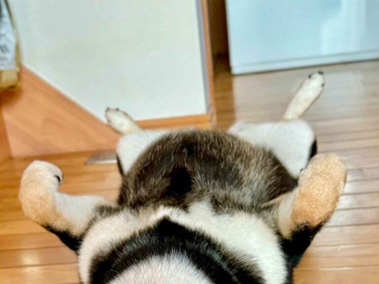 犬の写真