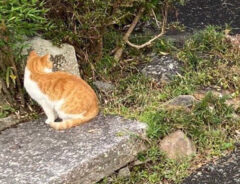 車と猫