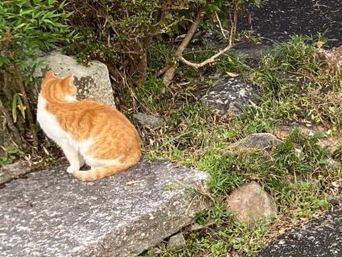 車と猫