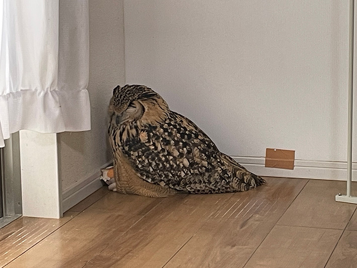 ミミズクの写真