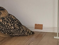 ミミズクの写真