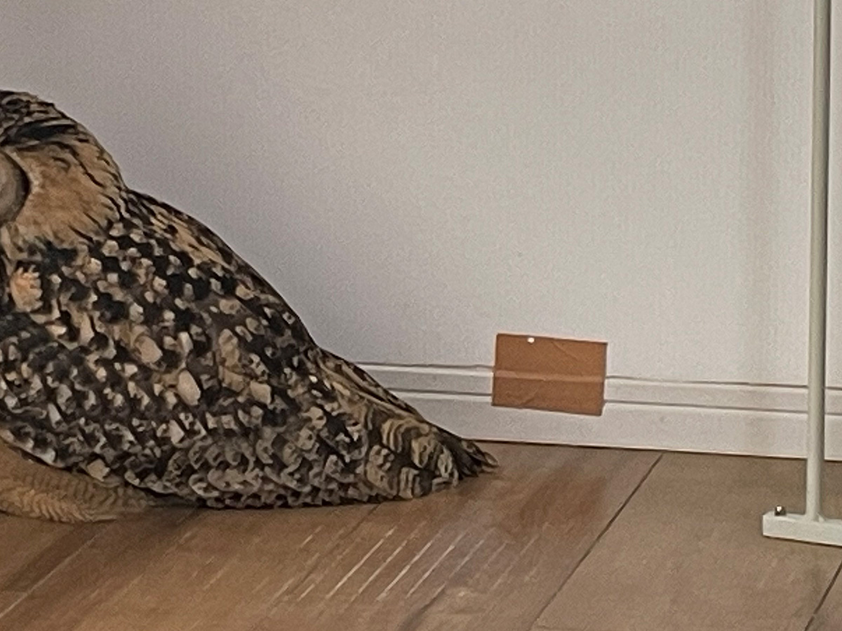 ミミズクの写真