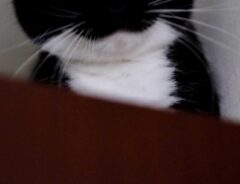 猫の写真