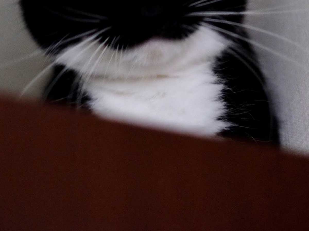 猫の写真